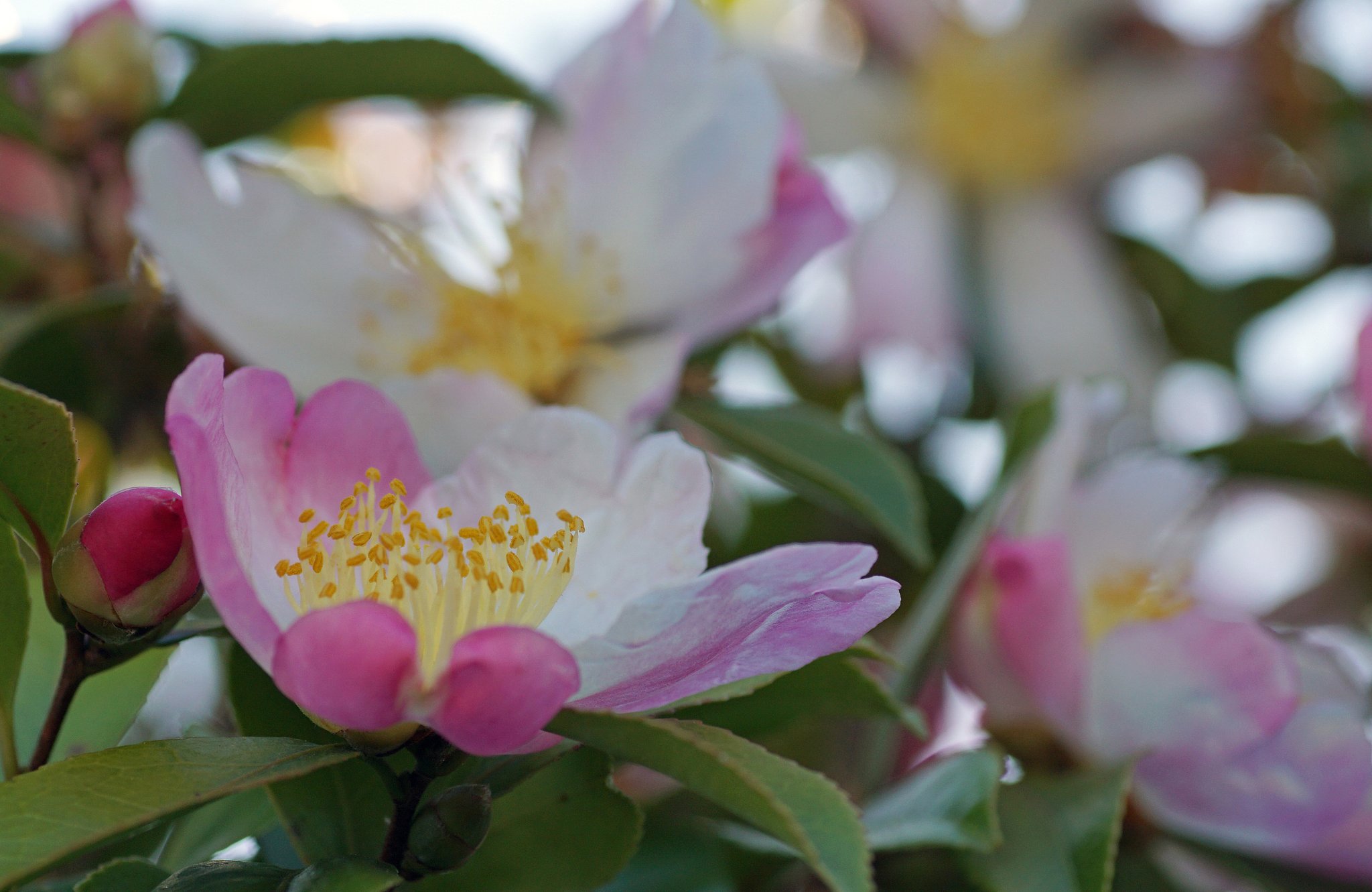 山茶花