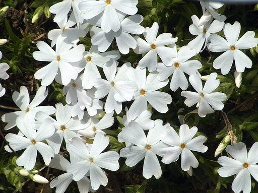 【桜花】　こちらも満開
