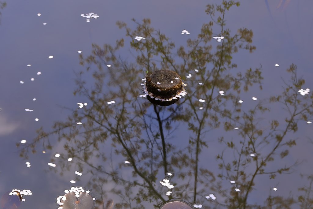 枝の映り込み