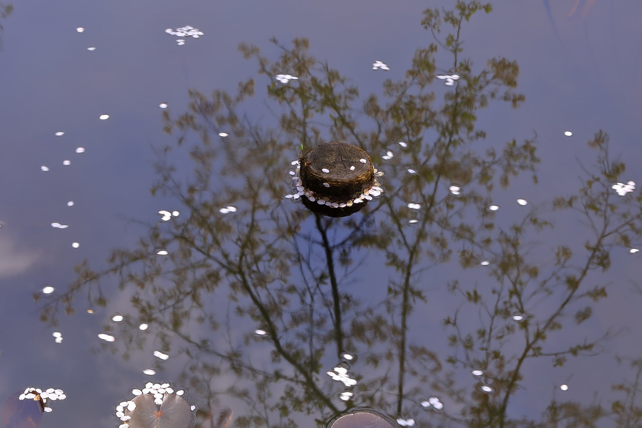 枝の映り込み