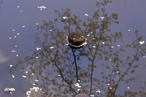 枝の映り込み
