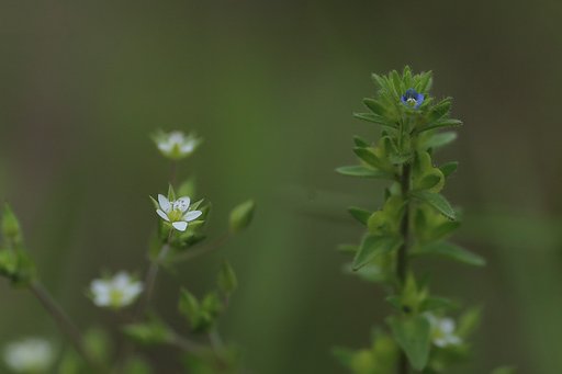 可憐な雑草たち
