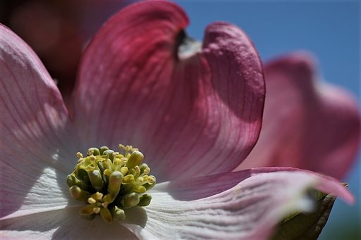ハナミズキの花