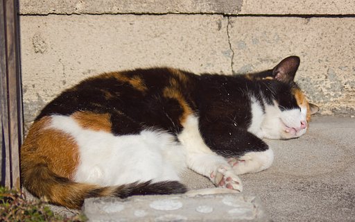 neko寝子