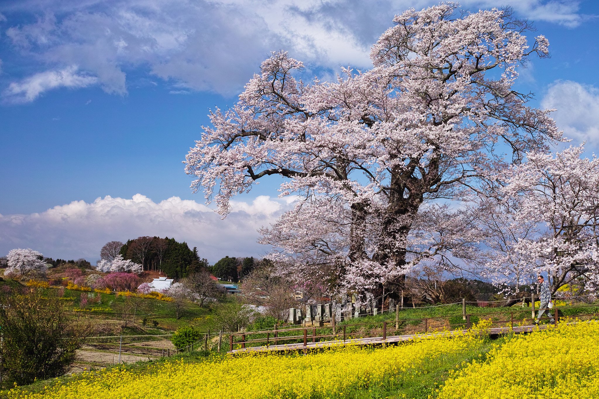 塩ノ崎の大桜