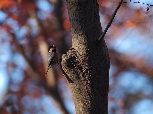 名残の紅葉に佇む
