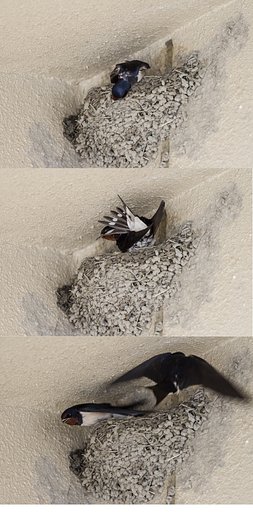 風物詩_ツバメの巣作り
