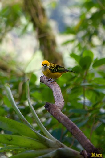 Costa Rica 21