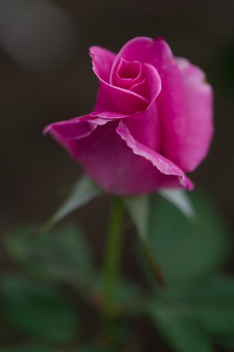 秋薔薇
