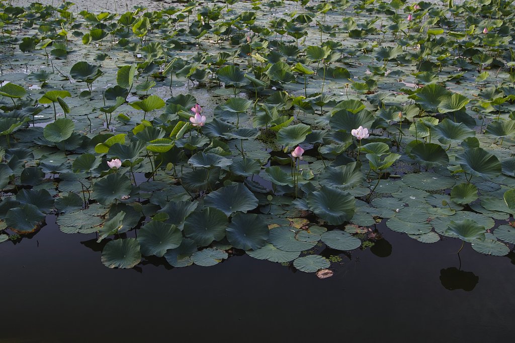蓮池