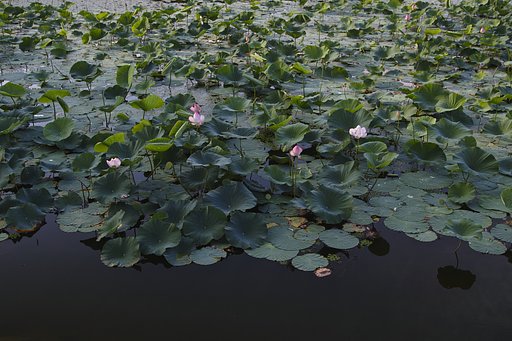 蓮池