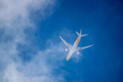 フライスクート　B-787
