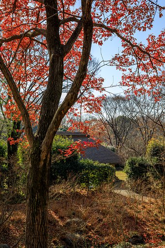 残り紅葉と茅葺き