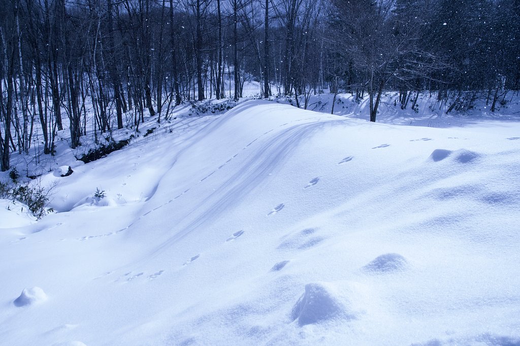 Rabbit Hill（裏Ver) 