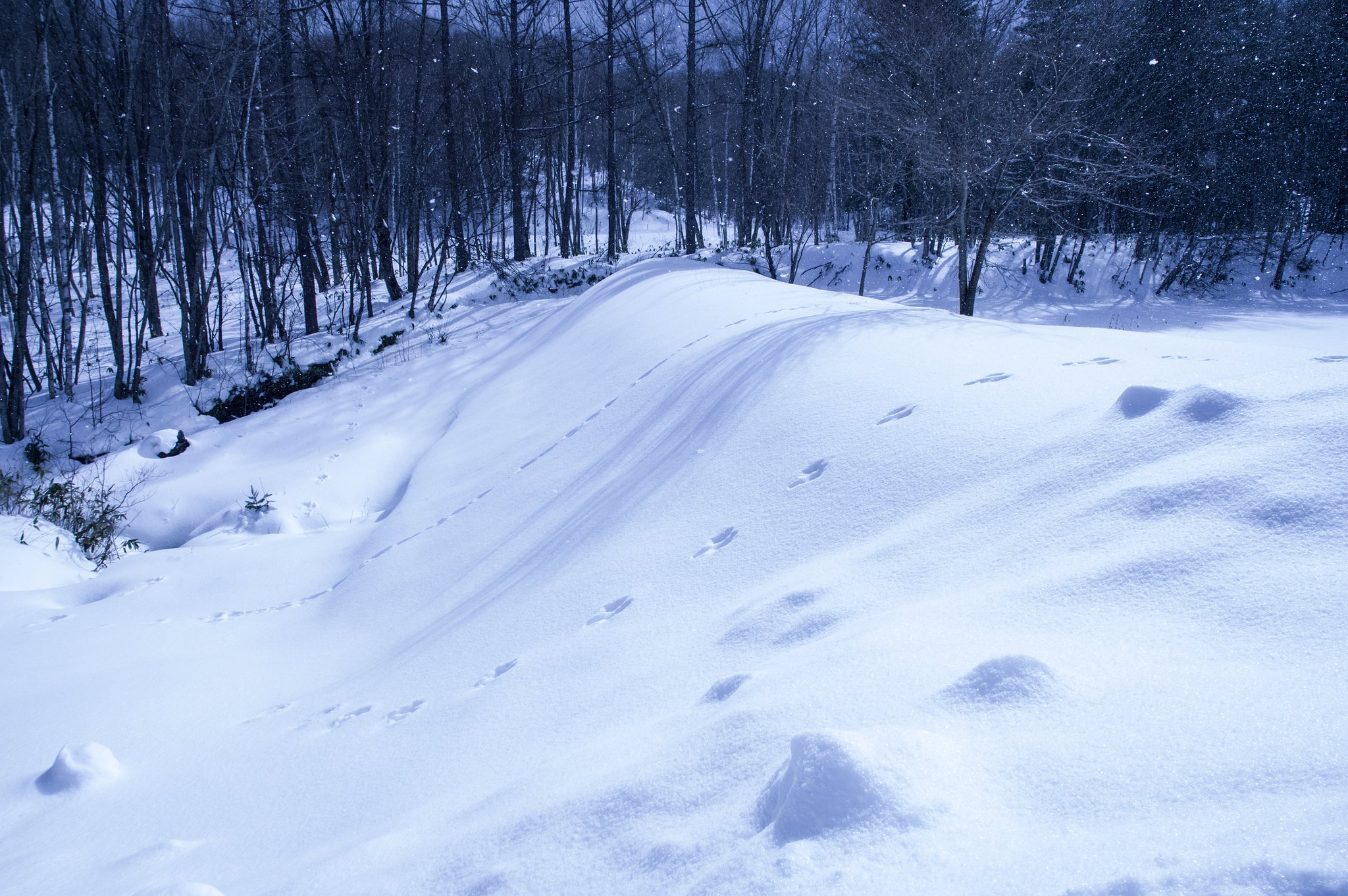 Rabbit Hill（裏Ver) 