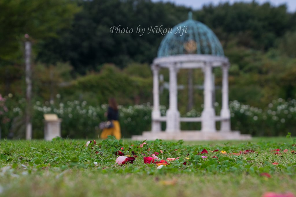 Rose Park