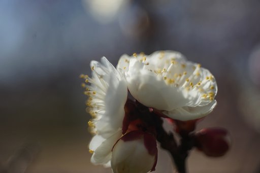 梅の香り