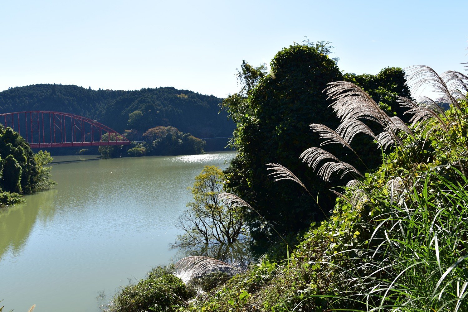 ススキの有る風景