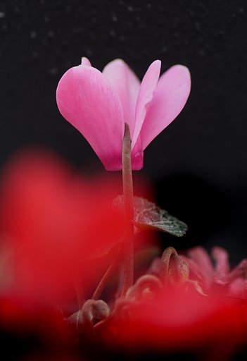 篝火花