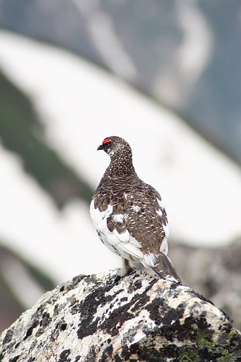 ライチョウ