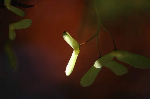 【光】る種（花？）