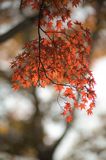 紅葉の下見に
