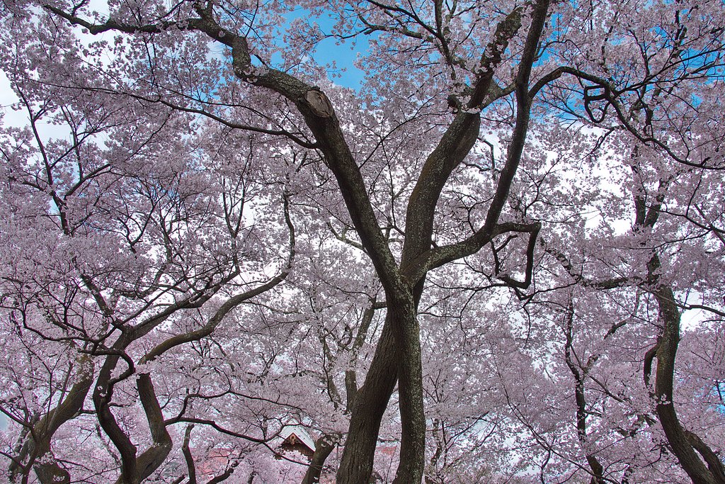 天下第一の桜