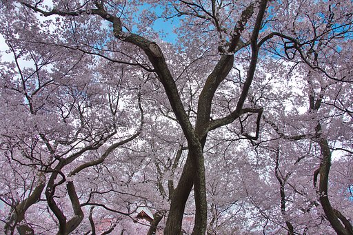 天下第一の桜