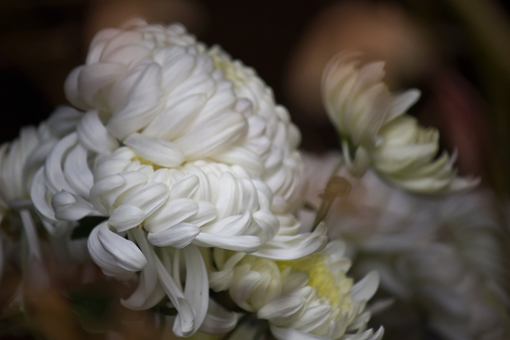 【故郷の冬】大輪白菊