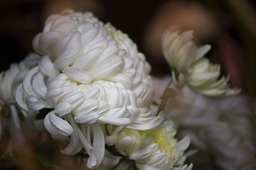 【故郷の冬】大輪白菊