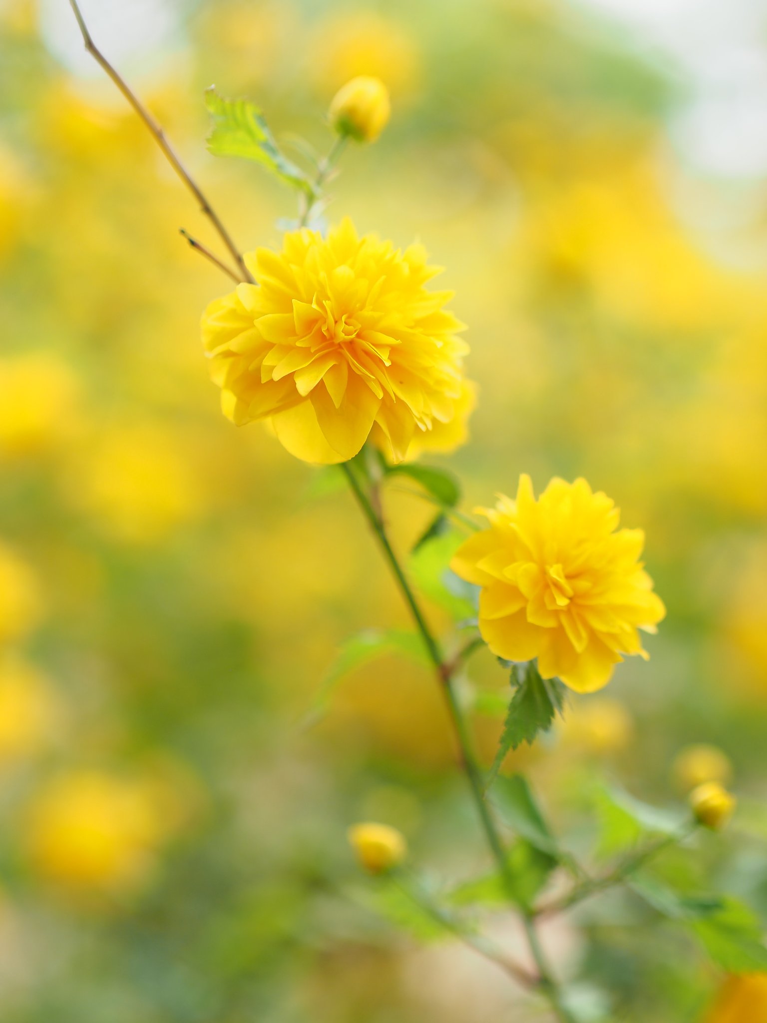 山吹◎NOCTICRON 42.5mm/F1.2