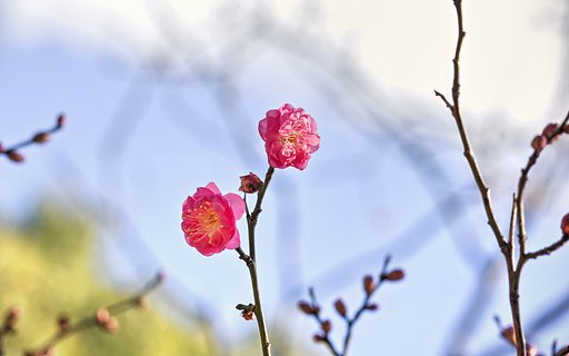 【新春】紅梅咲く