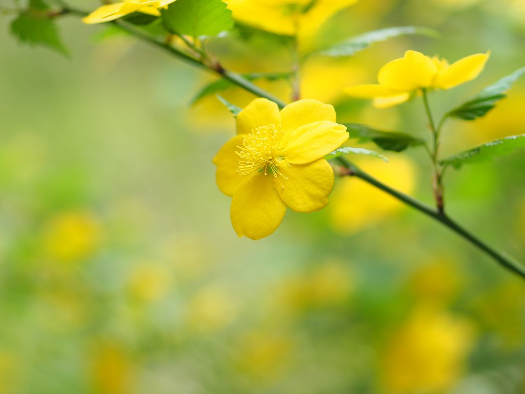 山吹◎Makro Planar 50mm/F2