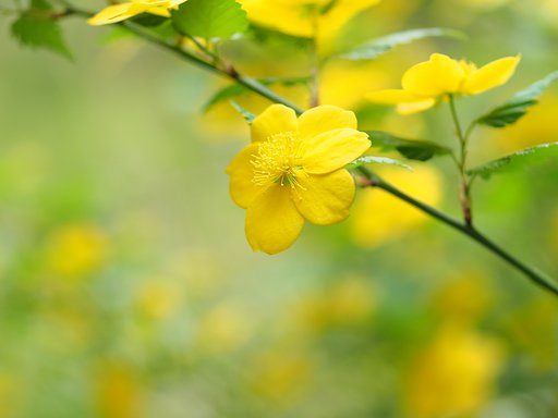 山吹◎Makro Planar 50mm/F2