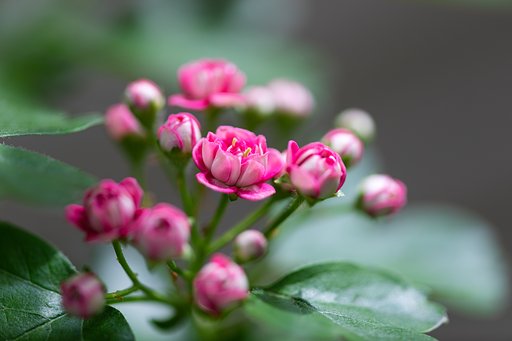山査子