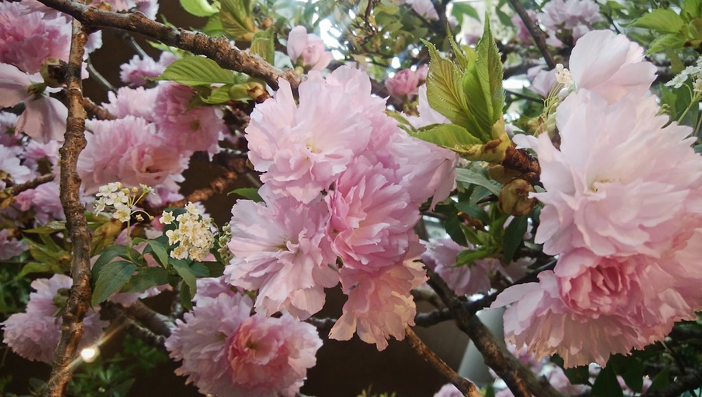 桃の花