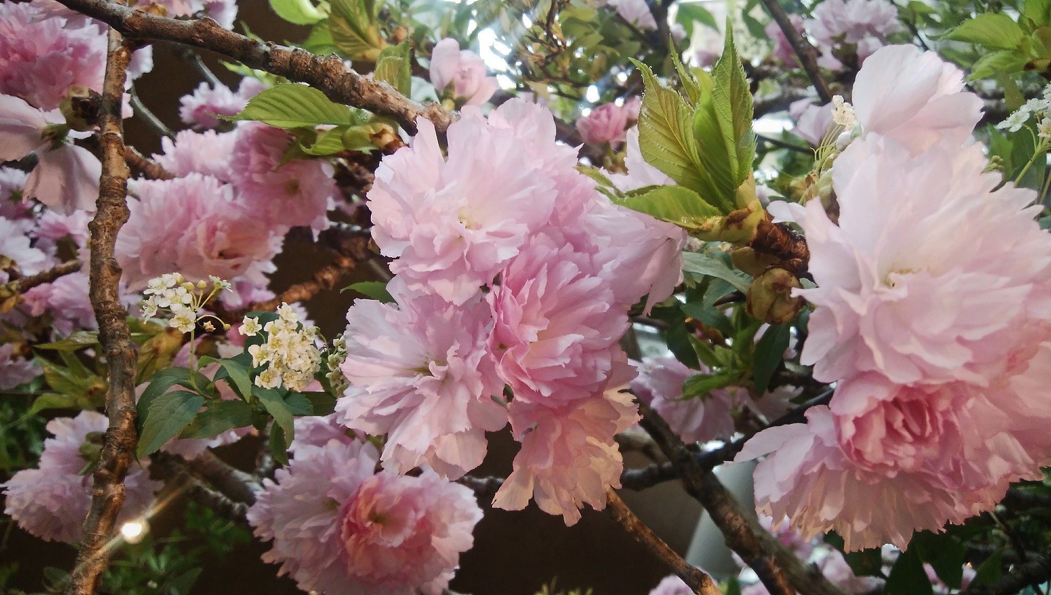 桃の花