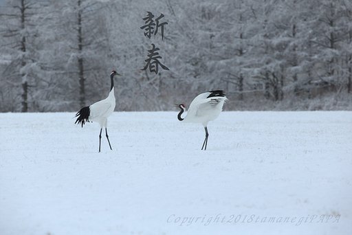 明けましておめでとう