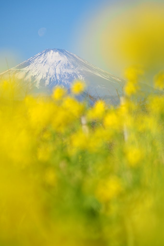 春の国