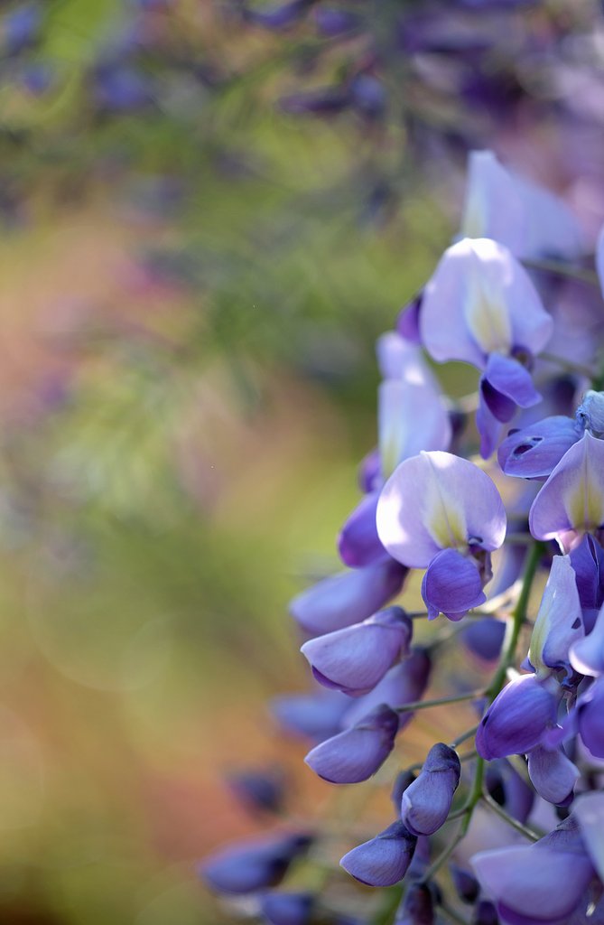 藤