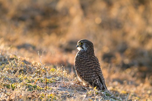 チョウゲンボウ♀