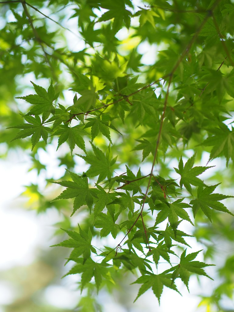 Let It Green