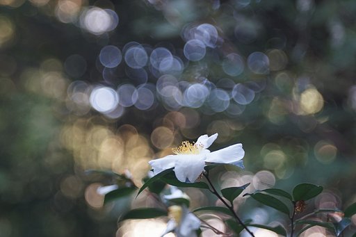 鎌倉宮にて
