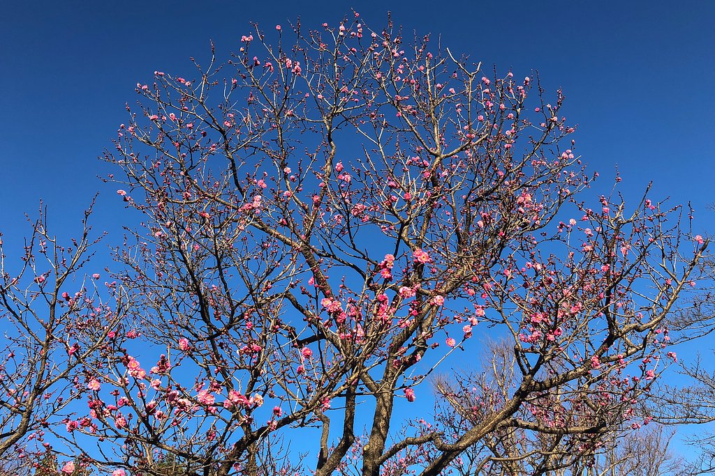早咲き紅梅