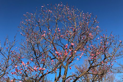 早咲き紅梅