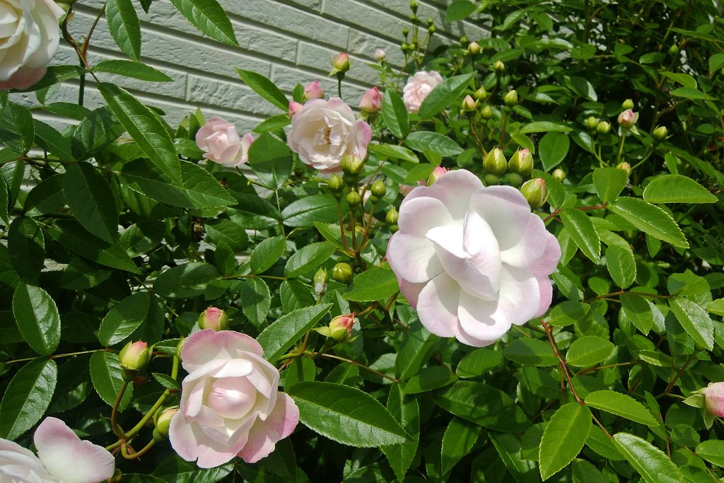 【桜花】～薔薇へ「モッコウバラ」