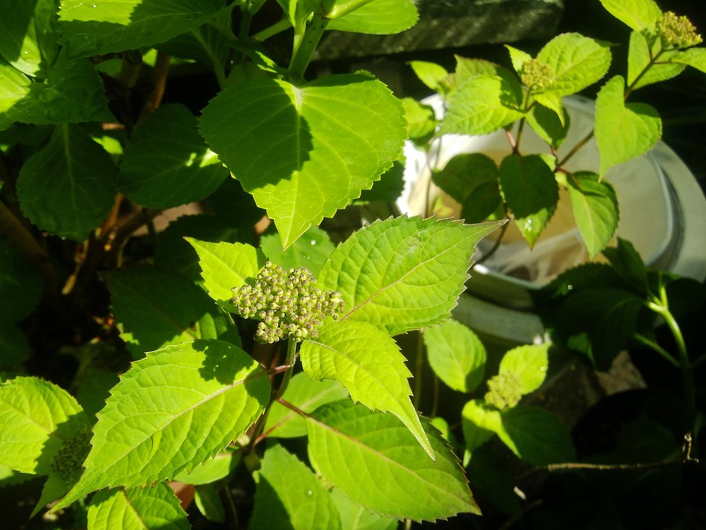 【桜花】山紫陽花待機中