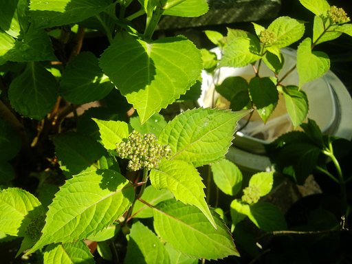 【桜花】山紫陽花待機中
