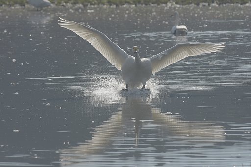 【犬とか猫とか動物たち】着水