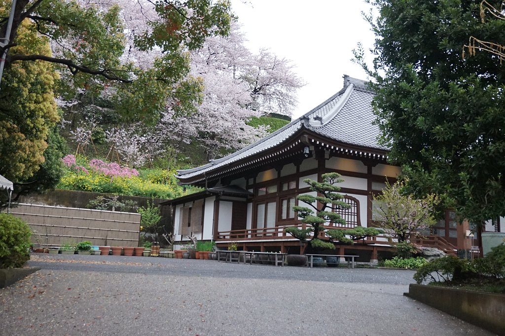 sakura
